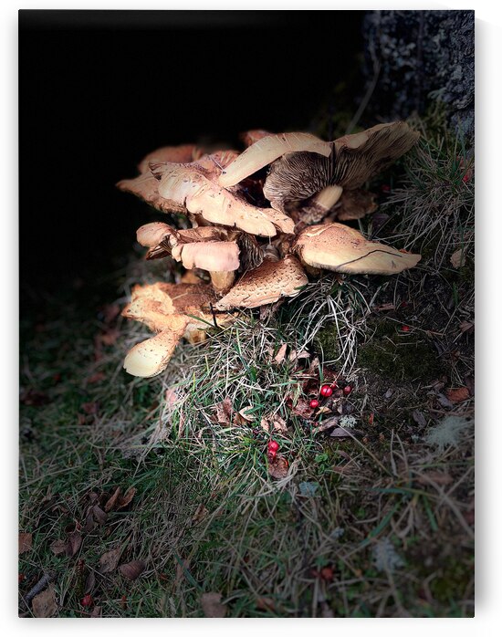 Scenes from the Trail- Forest Mushrooms with Berries by Catriona Roberts Nature Photography and Designs