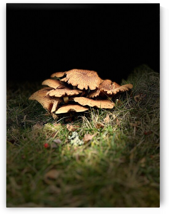 Scenes from the Trail - Autumnal Woodland Mushrooms by Catriona Roberts Nature Photography and Designs