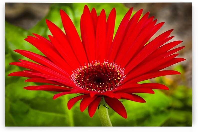 Big Red Zinnia X100 by Rich Franco