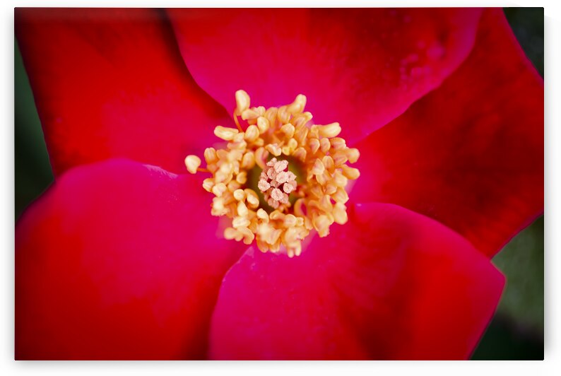 Knockout Roses Macro X100 by Rich Franco
