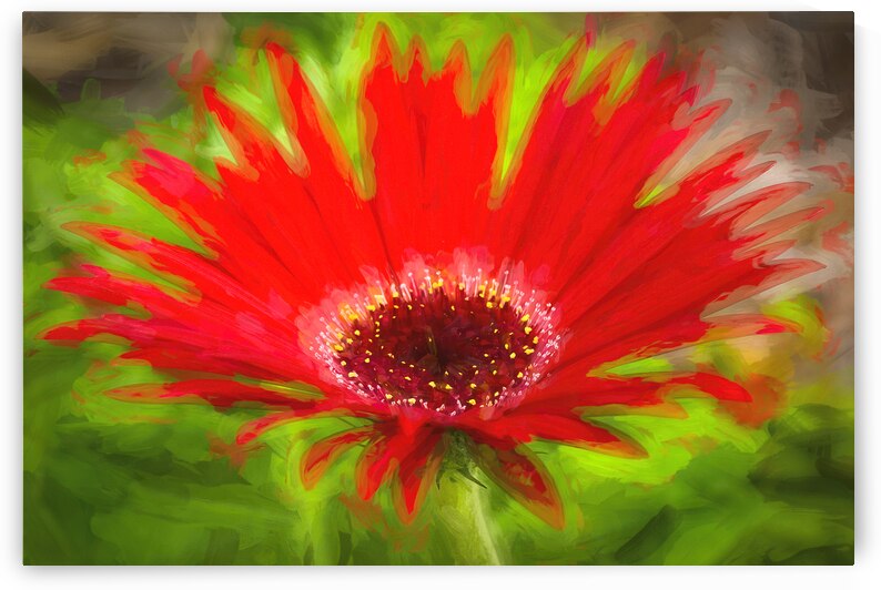 Big Red Zinnia X101 by Rich Franco