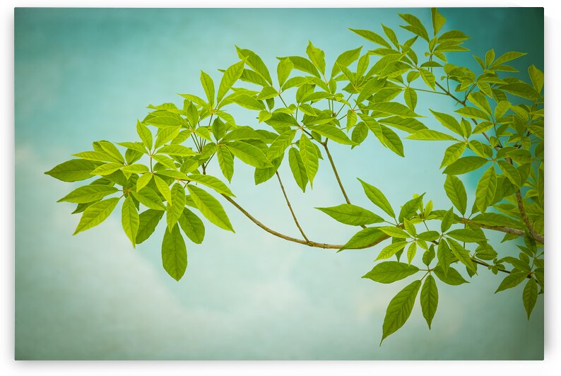 Tabebuia Green Leaves over Water X102 by Rich Franco