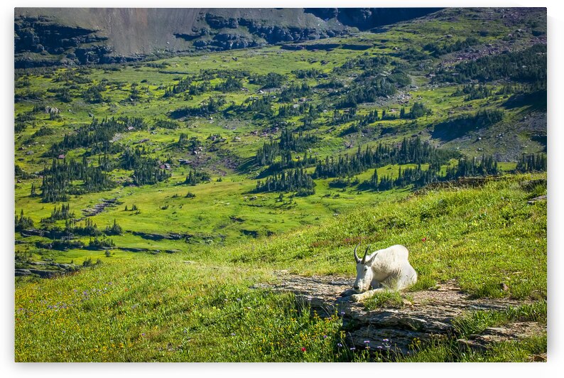 Rocky Mountain Goat Glacier National Park X107  by Rich Franco