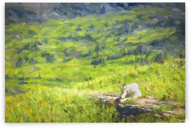 Rocky Mountain Goat Glacier National Park X109  by Rich Franco