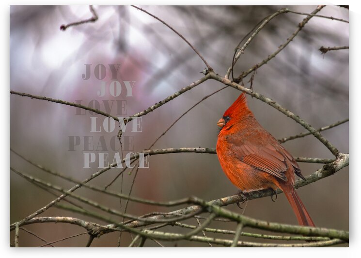 Red Cardinal Bird Joy Love Peace by Norma Brandsberg Photography