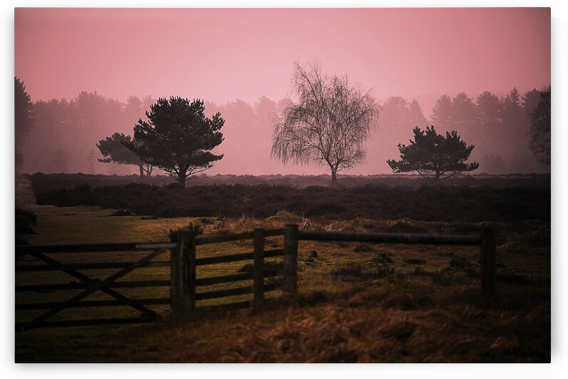 Forest of Red by RawBeltPhotos