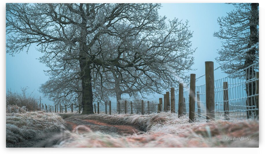 Blue Christmas by RawBeltPhotos