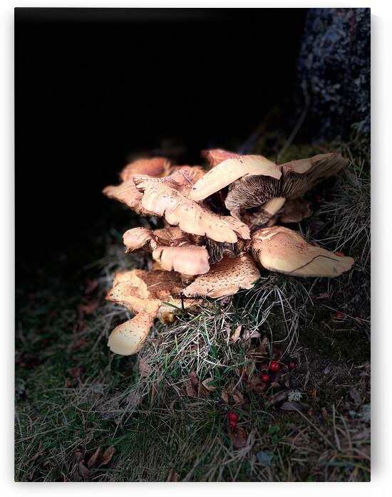 Scenes from the Trails- Forest Mushrooms Close Up by Catriona Roberts Nature Photography and Designs