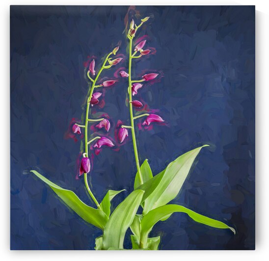 Dendrobium Orchids 105 by Rich Franco