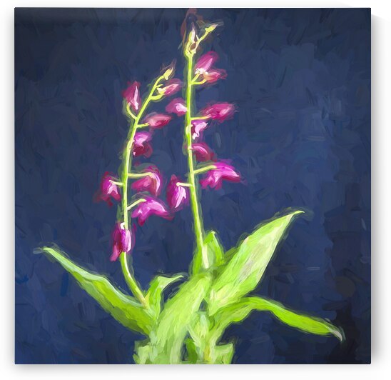 Dendrobium Orchids 107 by Rich Franco