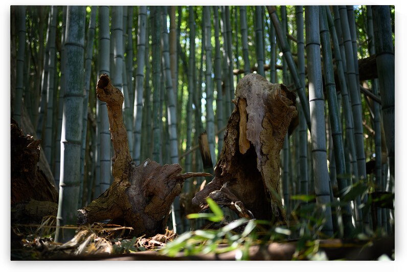 Bamboo Abstract by RawBeltPhotos