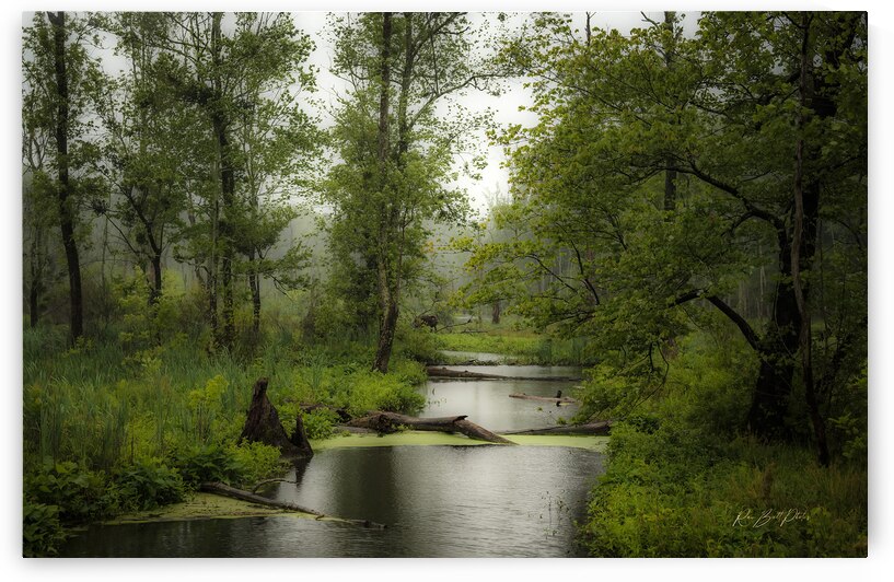 Swampy Yorktown by RawBeltPhotos
