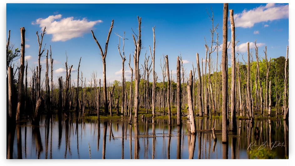 Stick in the Mud 7940 by RawBeltPhotos