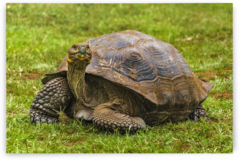 Galapagos Giant Turtle, Ecuador by Daniel Ferreia Leites Ciccarino