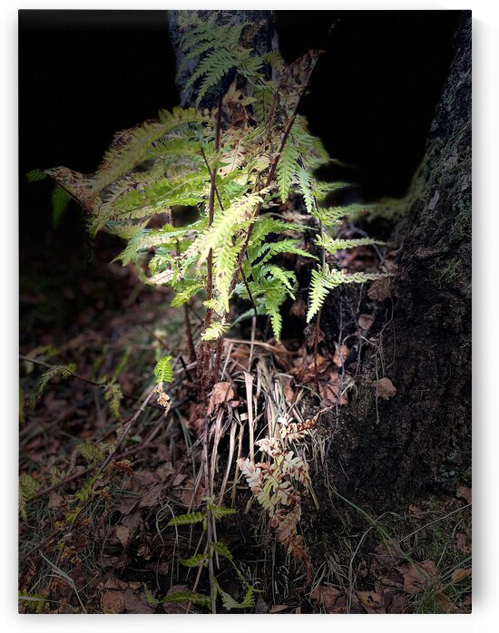  Scenes from the Trail-  Autumnal Woodland Ferns  by Catriona Roberts Nature Photography and Designs