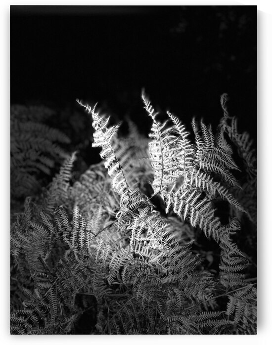  Scenes from the Trail - Autumnal Ferns in Black and White by Catriona Roberts Nature Photography and Designs