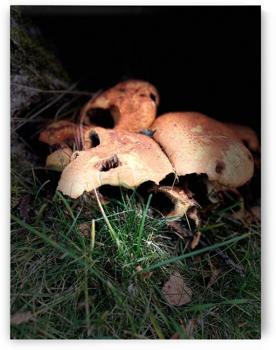  Scenes from the Trail  Mushrooms Too   by Catriona Roberts Nature Photography and Designs