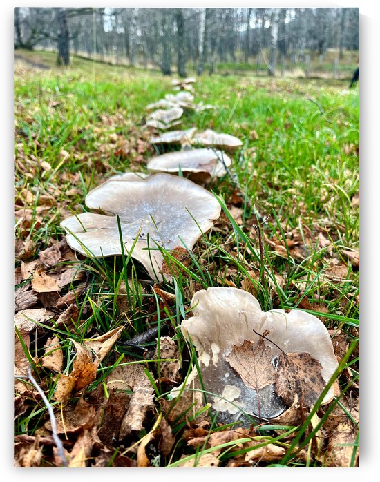 Scenes from the Trail   Mushroom Ground Cover  by Catriona Roberts Nature Photography and Designs