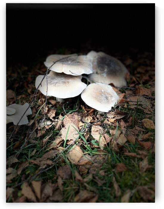 Scenes from the Trail -Autumnal Forest Mushroooms by Catriona Roberts Nature Photography and Designs