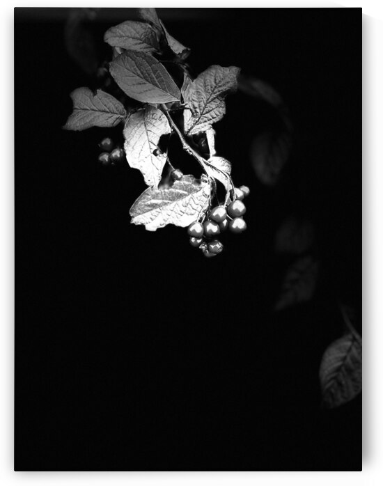 Cotoneaster Tree with Berries in Black and White  by Catriona Roberts Nature Photography and Designs