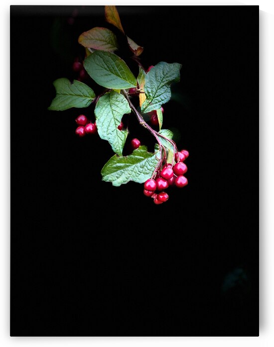 Cotoneaster in the Darkness by Catriona Roberts Nature Photography and Designs