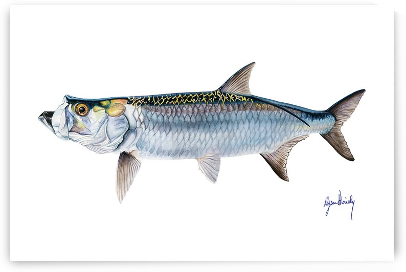 Tarpon Fine Art Print by Alyssa Goriesky