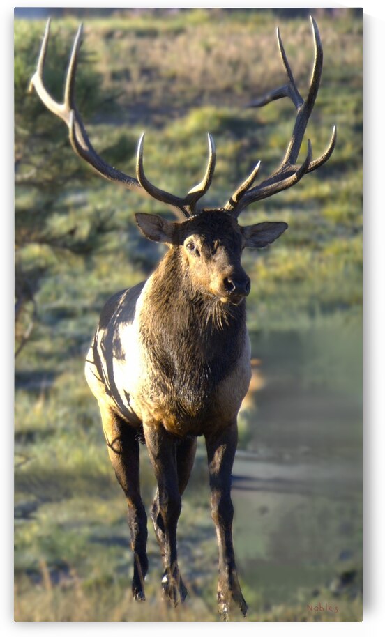 Estes Park Colorado  Big Bull Elk  by Noble Gallery