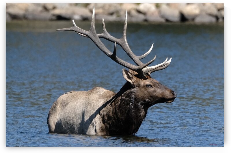 Lake Estes Bull Elk  by Noble Gallery
