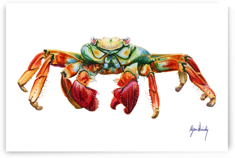 Rock Crab Fine Art Print by Alyssa Goriesky