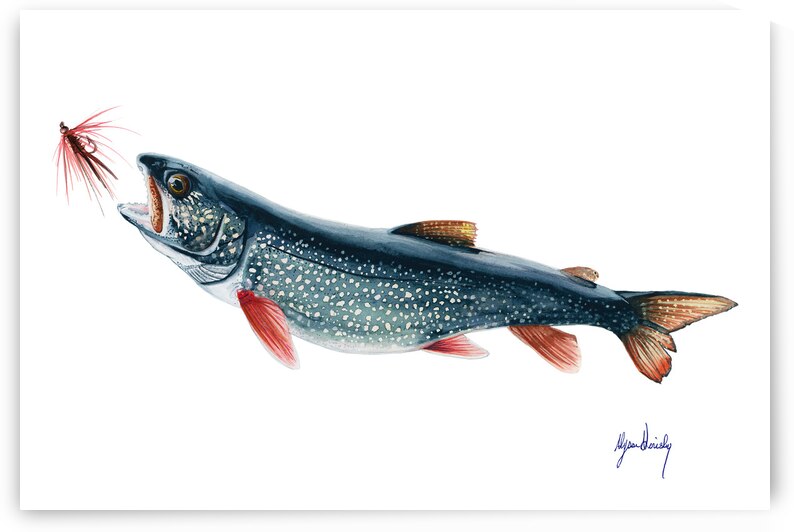 Lake Trout Fine Art Print by Alyssa Goriesky