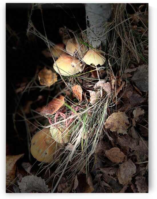 Scenes from the Trail - Birch Tree Mushrooms by Catriona Roberts Nature Photography and Designs