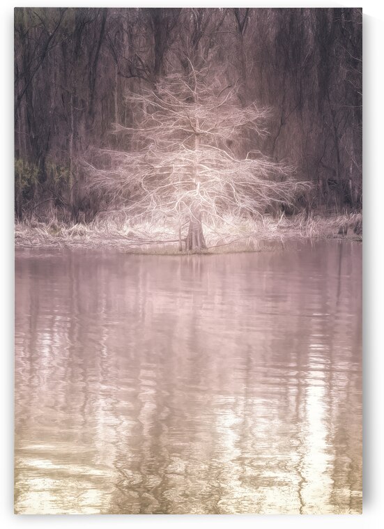 Louisiana Fausse Point State Park  Cypress Tree by Norma Brandsberg Photography
