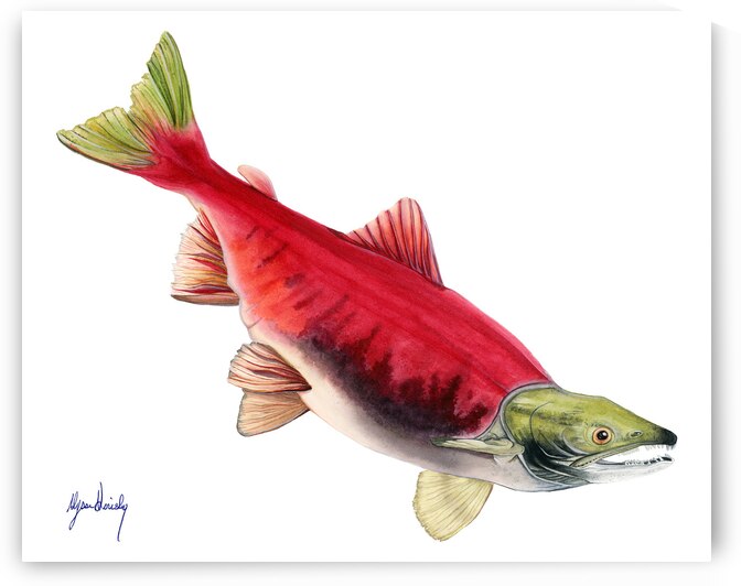 Sockeye Salmon Fine Art Print by Alyssa Goriesky