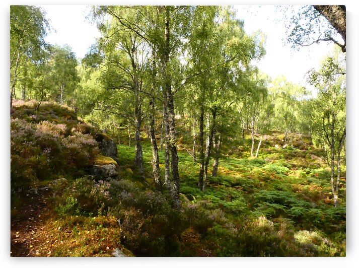 Spring Calls for the Scottish Highlands by Catriona Roberts Nature Photography and Designs