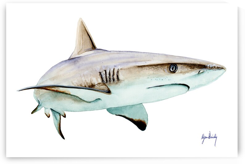 Grey Reef Shark Fine Art Print by Alyssa Goriesky