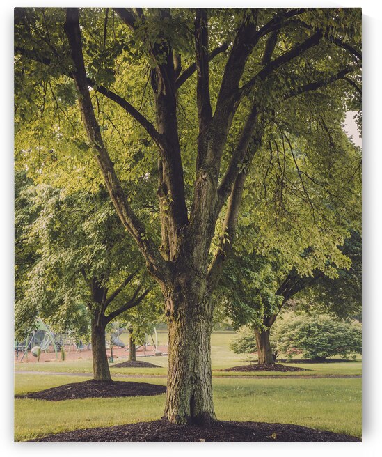 Maple Tree on a May Morning by Jason Fink