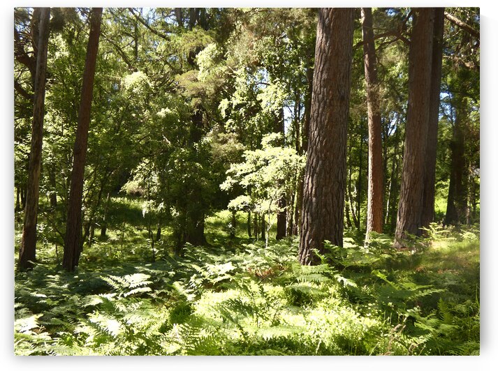  Impressionistic Scottish Woodland in the Sun by Catriona Roberts Nature Photography and Designs