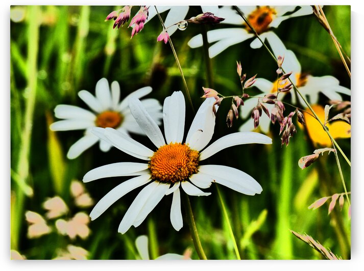  Wild Daises in the Scottish Highlands  by Catriona Roberts Nature Photography and Designs