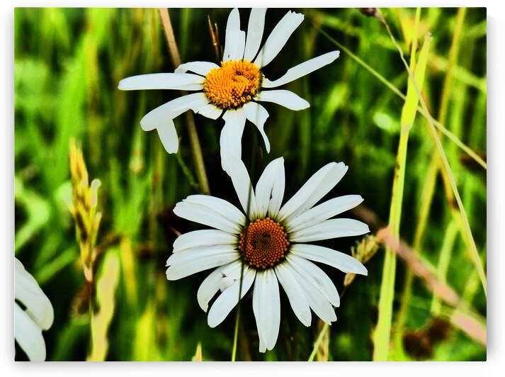 Daises in the Scottish Highlands  by Catriona Roberts Nature Photography and Designs