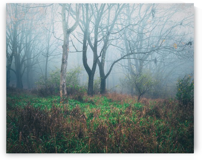Cool Autumn Fog Trexler Nature Preserve by Jason Fink