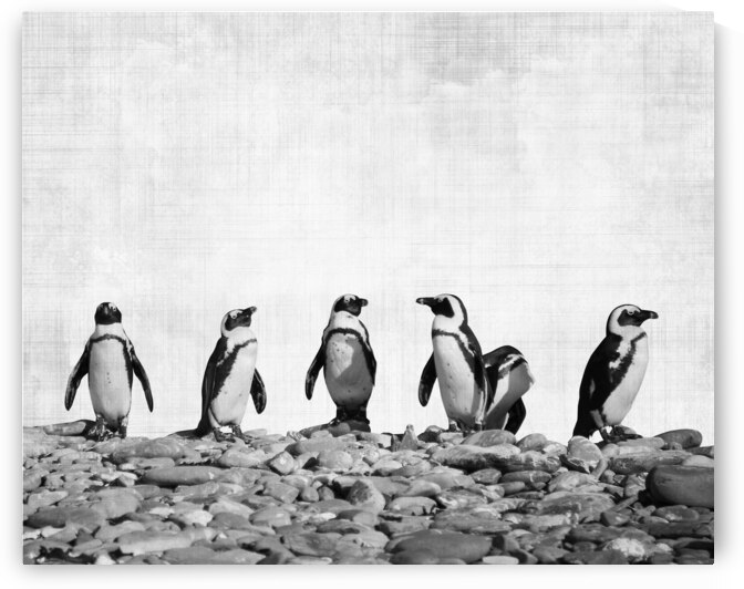 Penguins by DELPHIMAGES