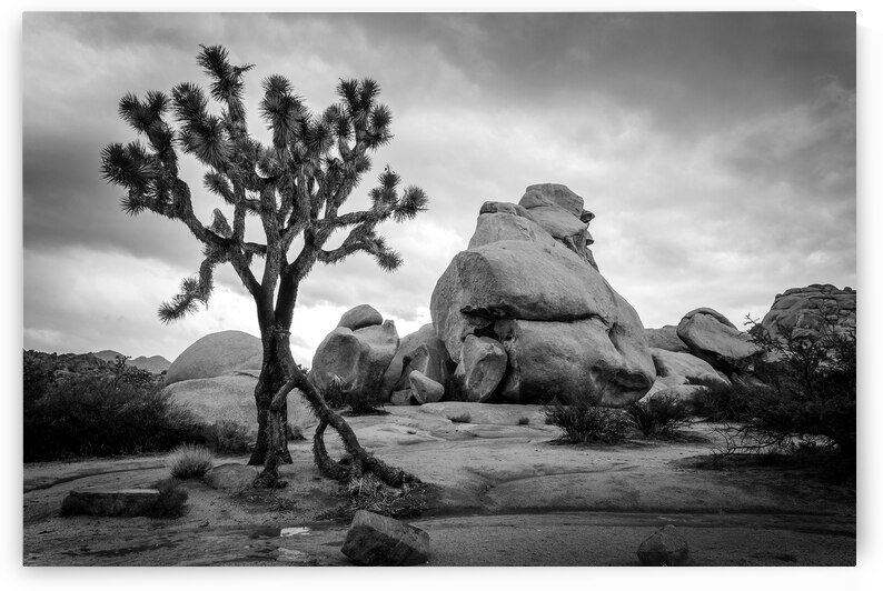 Joshua Tree national park Hidden Valley black and white by DELPHIMAGES