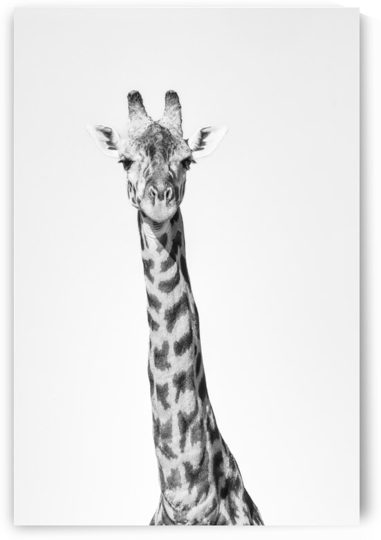 Tall & Timeless by Greg Westbrook