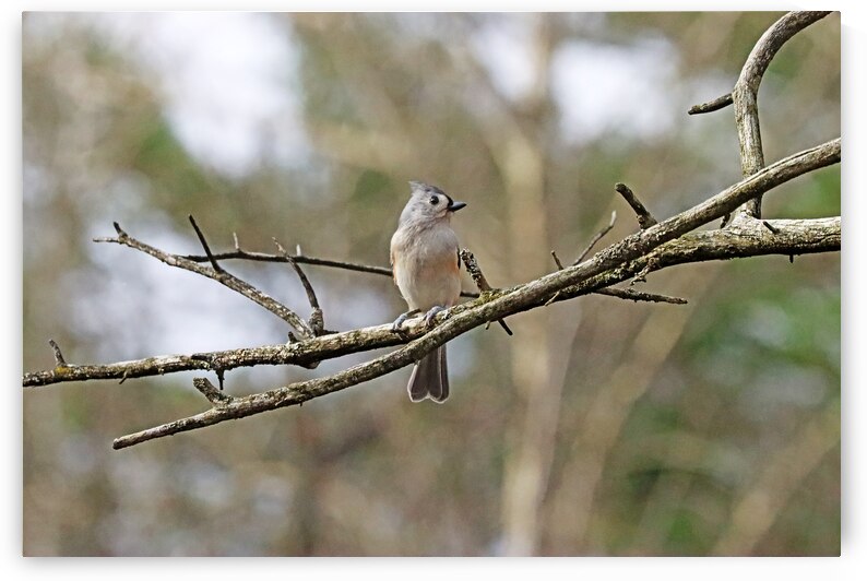 Tufted Titmouse In Autumn by Deb Oppermann