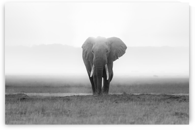 Majesty in Monochrome by Greg Westbrook