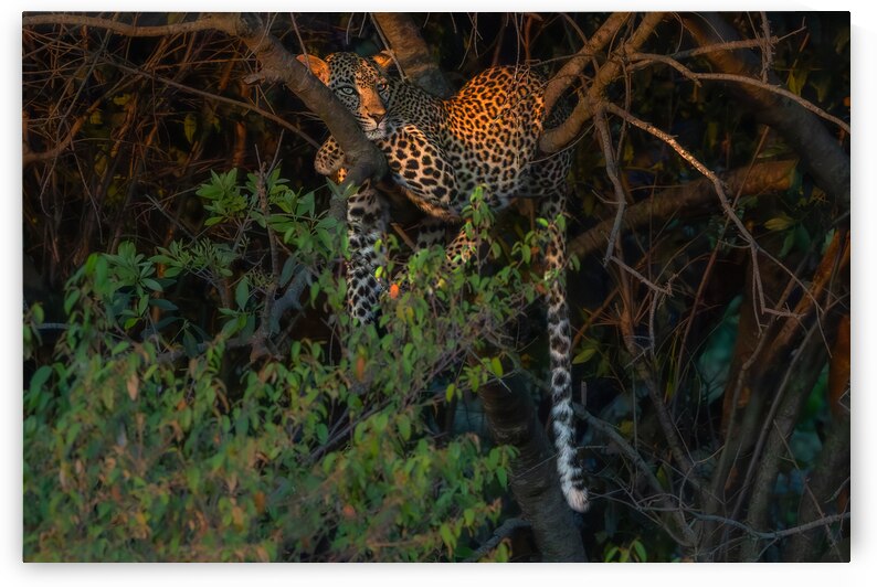 Golden Gaze by Greg Westbrook