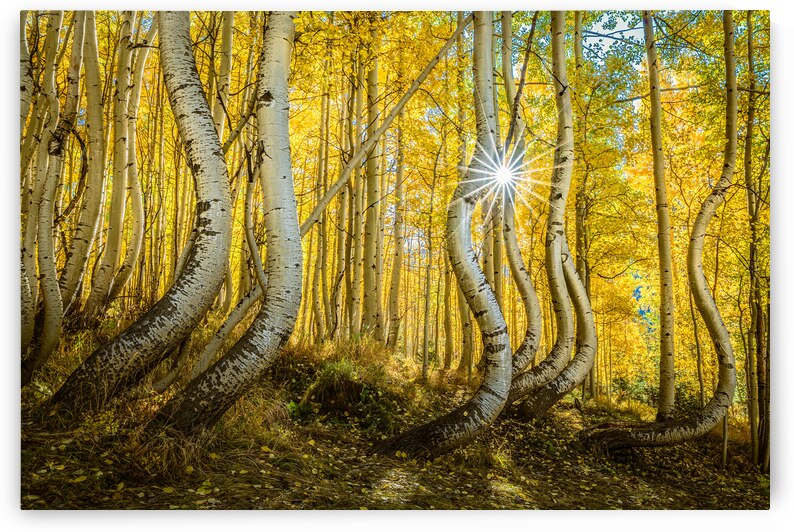 Curves of Nature by Greg Westbrook