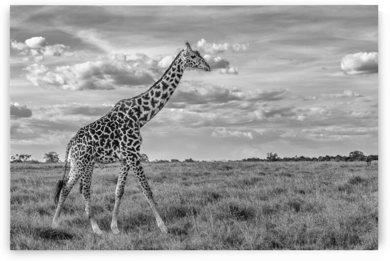 Plains and Patterns by Greg Westbrook