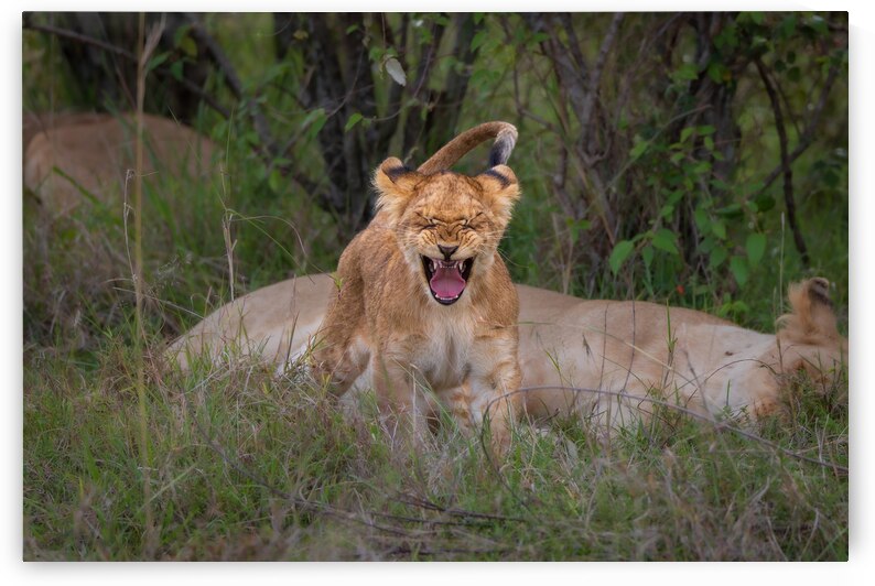 The King Awakens by Greg Westbrook