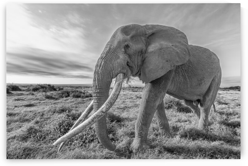 The Wise Wanderer by Greg Westbrook